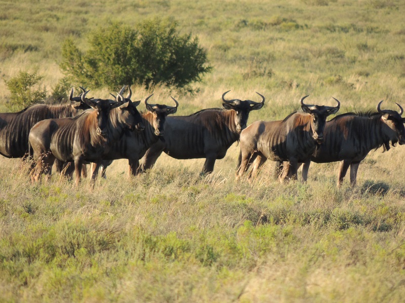 Game Viewing