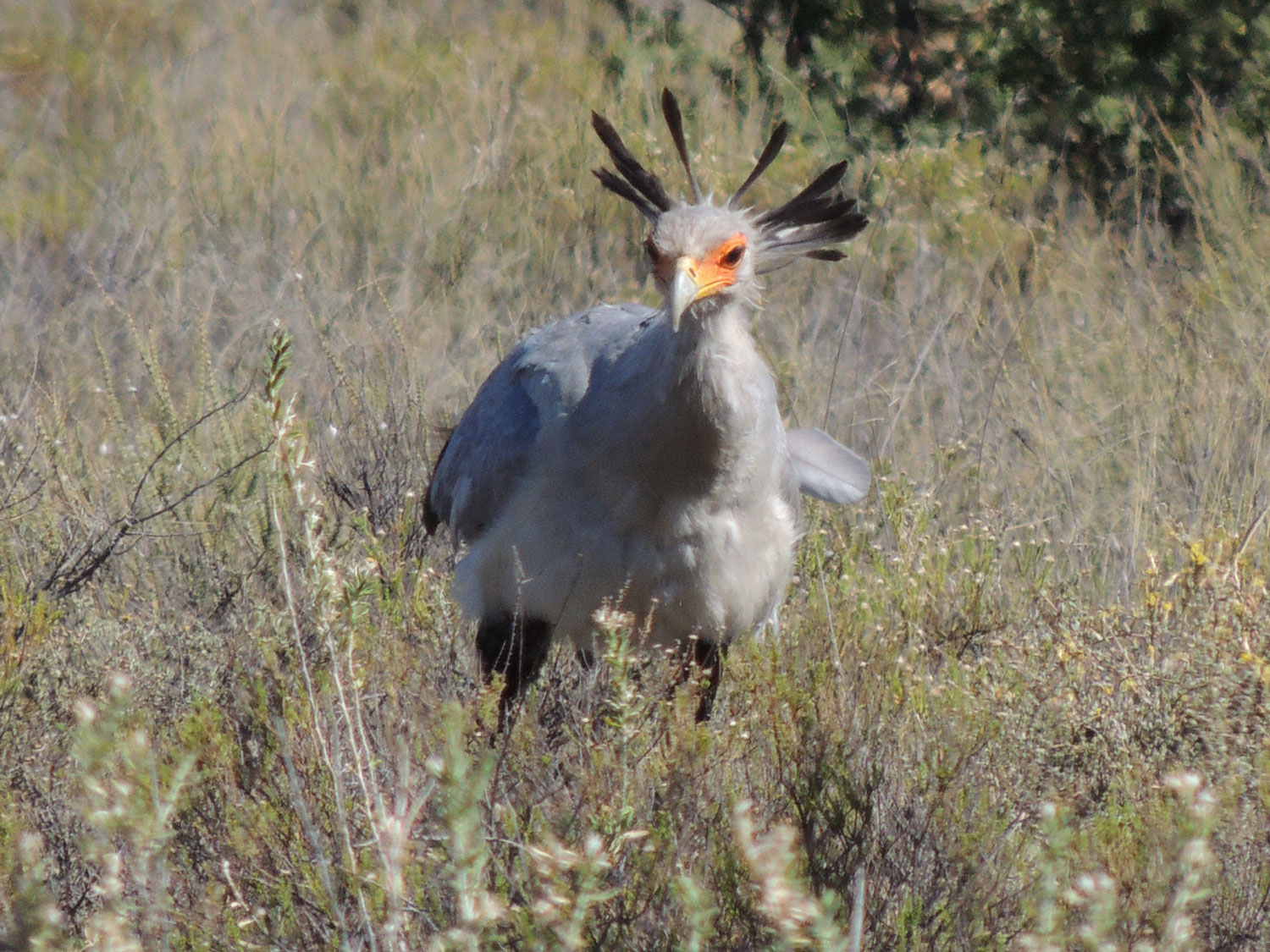 Birding